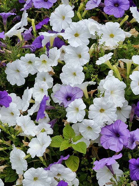 Close up shot of white and purple flowers