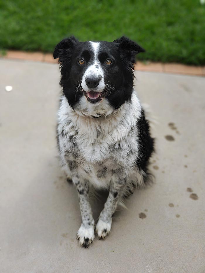 Portrait of border collie dog