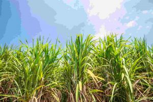 Sugarcane in field