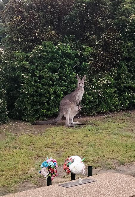 A grey kangaroo with joey