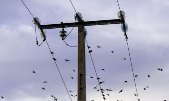 Electricity pole and wires with birds flying in background