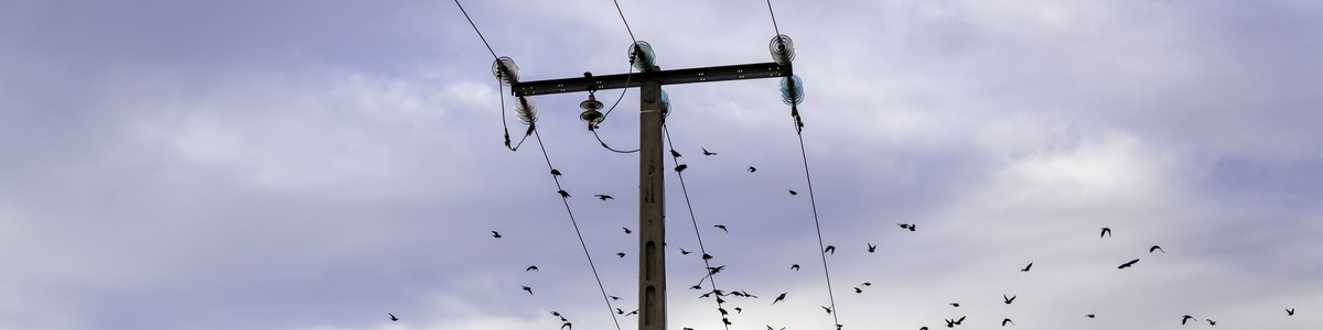 Electricity pole and wires with birds flying in background