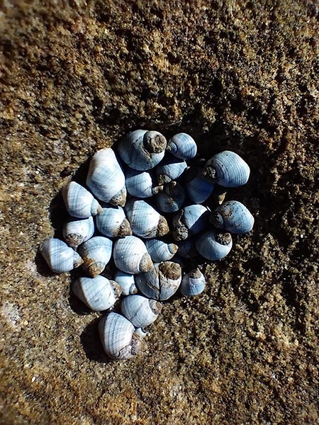 Macro photo of tiny shells clustered on rock