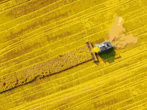 Harvester collection crops for bioenergy production