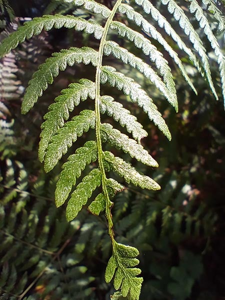 Closeup of fern leaves
