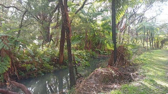 Photo of forest with small creek