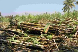 Harvested sugarcane bundles 