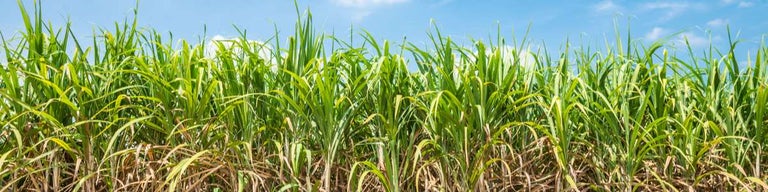Sugarcane growing in a field