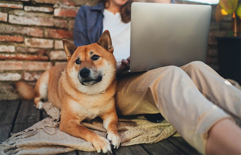 Shiba inu dog next to woman using laptop 