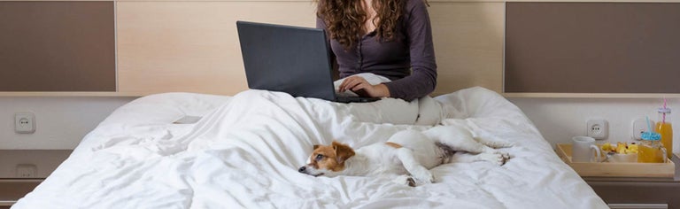 Woman in bed using laptop with small dog