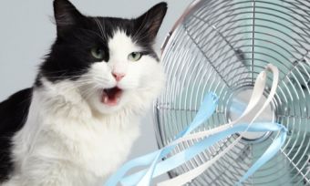 Cat next to fan in summer using energy