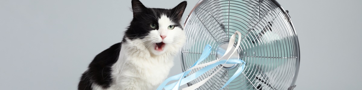 Cat next to fan in summer using energy