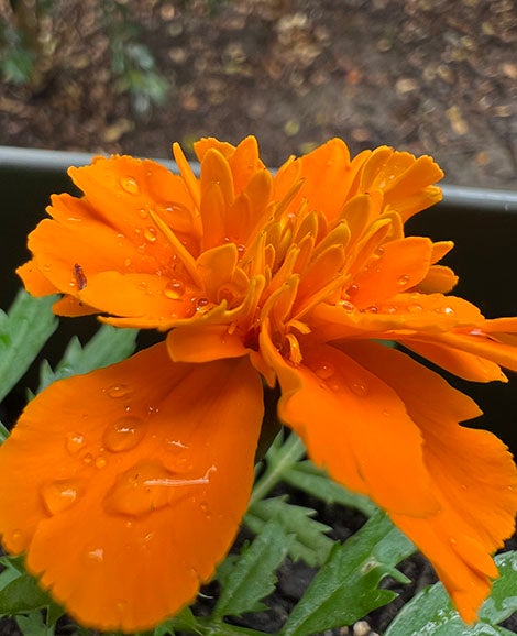 Macro shot of orange marigold flower