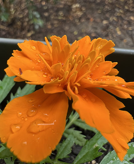 Macro shot of orange marigold flower