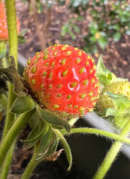 Macro photo of strawberry growing on plant