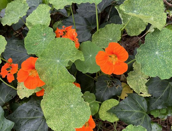 Orange flowers after rain