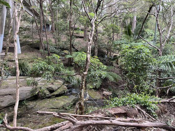 Outdoor shot of bushwalk 