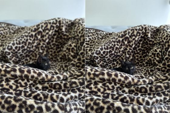 Two shot ofs a black cat in leopard blanket 