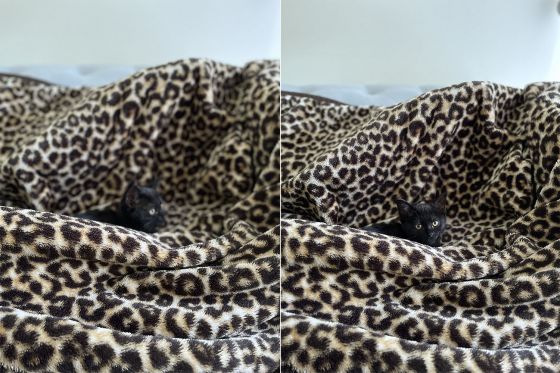Two shot ofs a black cat in leopard blanket