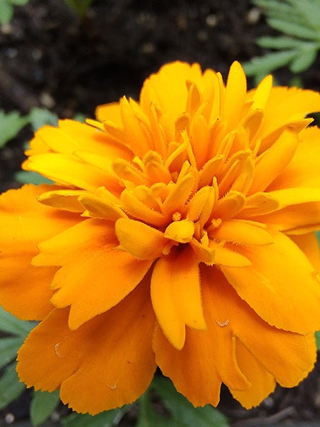 Macro photo of orange marigold flower