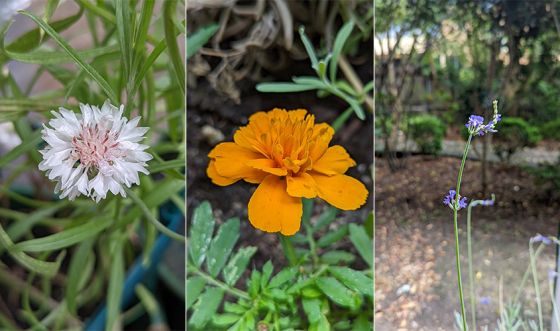 Closeup of various flowers