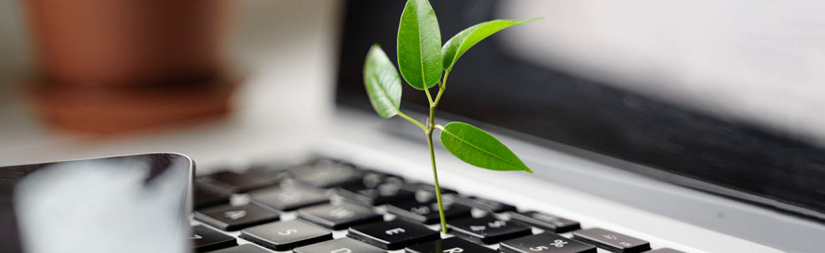 A green shoot in a laptop keyboard