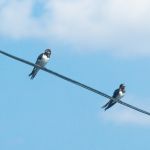 Birds sitting on an electricity wire with blue sky background