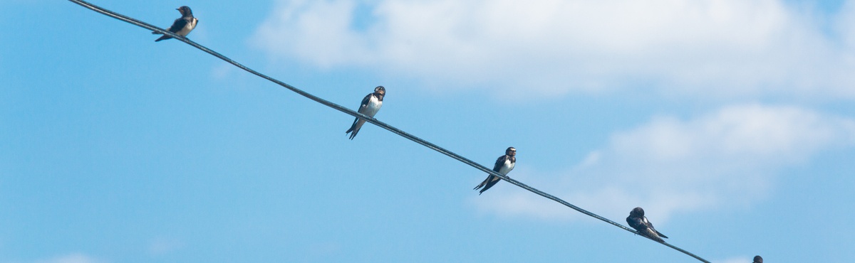 Birds sitting on an electricity wire with blue sky background