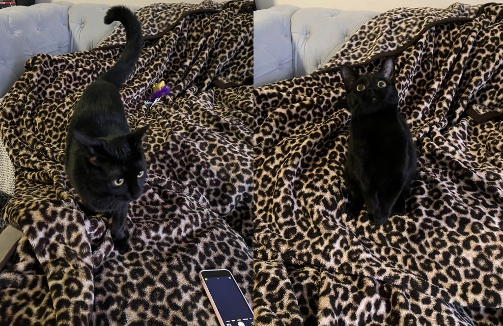 Two side-by-side photos of a black cat on a leopard print blanket 