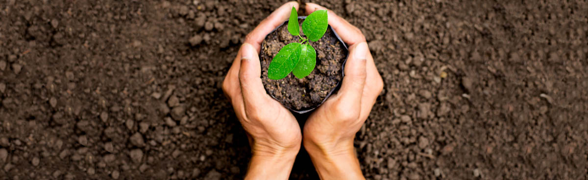 Hands planting tree in soil