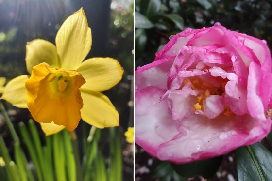 Macro photos of pink and yellow flowers