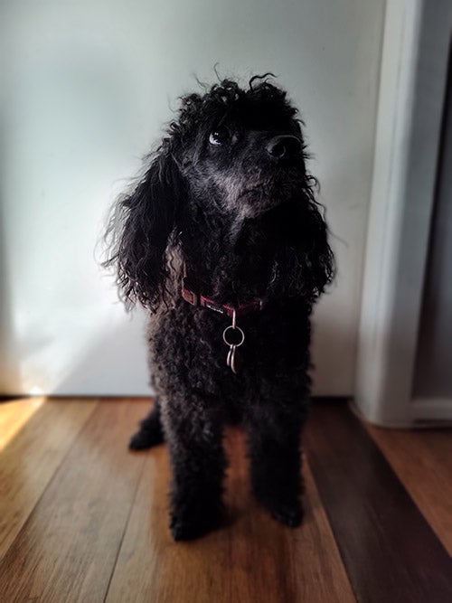 Portrait photo of black dog