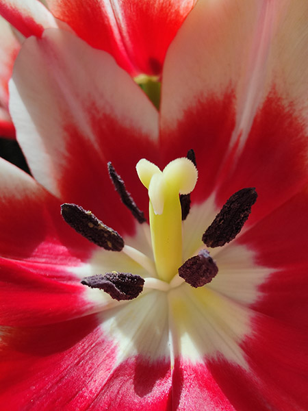 Macro photo of red tulip