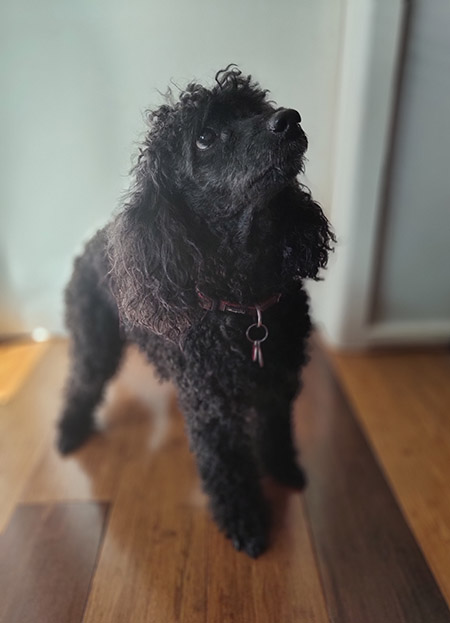 Portrait photo of black dog