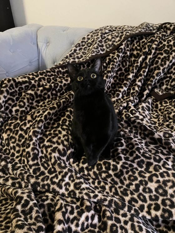 Black cat on leopard print blanket