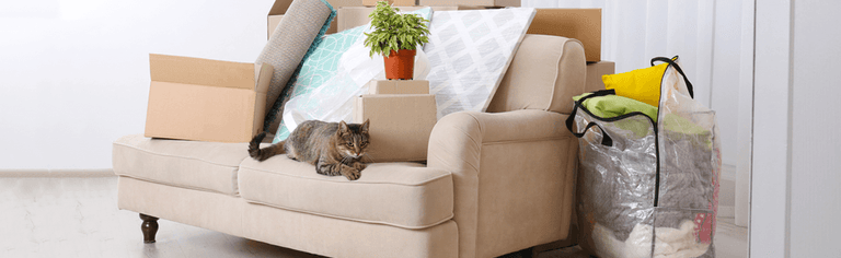 A cat on a a sofa surrounded by moving boxes