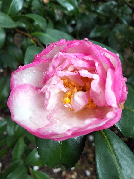 Closeup photo of pink flower