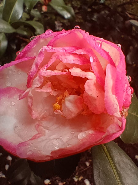 Closeup macro photo of pink flower with raindrops