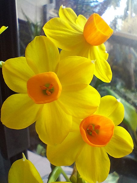 Closeup of jonquil flowers