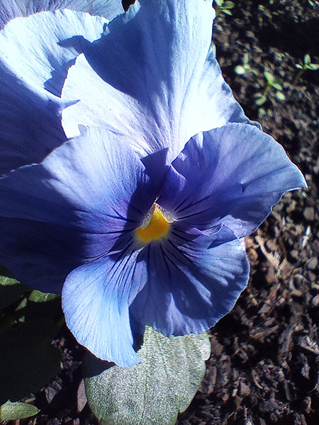 Macro photo of purple pansy flower