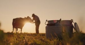 man with cow