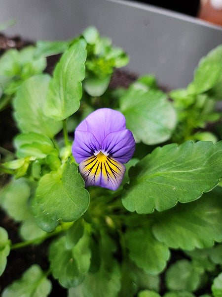 Closeup of purple viola flower