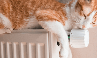 Cat on heater