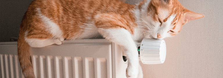 Cat on heater