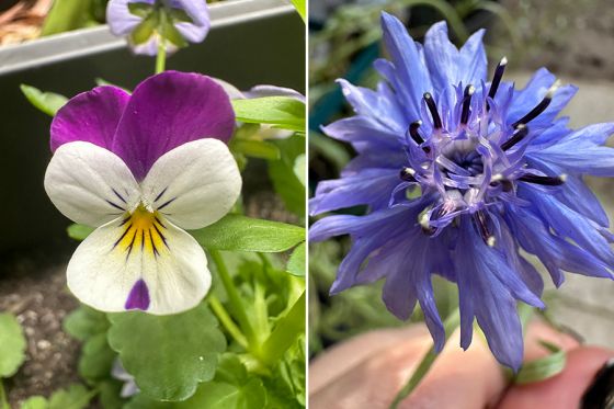 Macro photos of viola and cornflowers