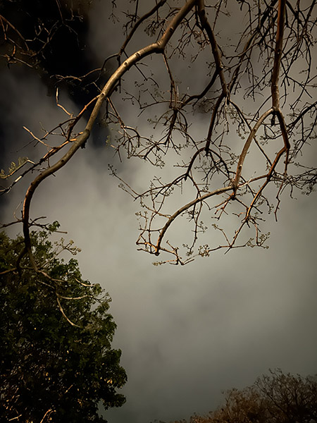 Tree branch with night sky in background