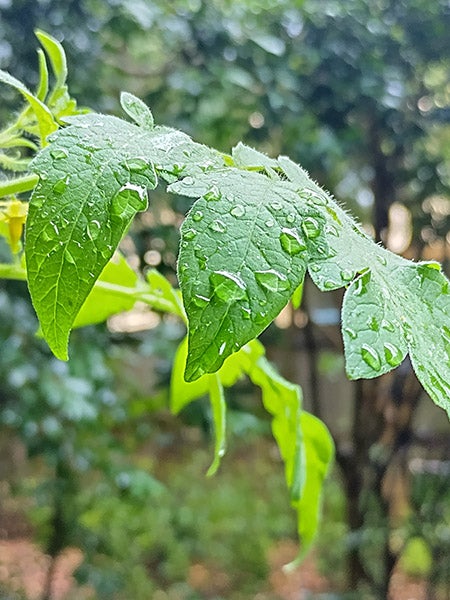 Closeup photo of raindrops on leaves taken on Nokia G60