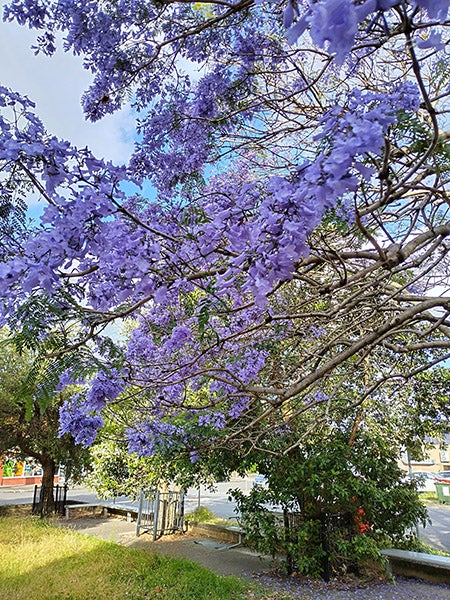 Photo of jacaranda tree taken on Nokia G60 phone
