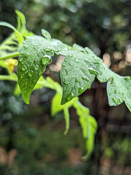 Closeup of raindrops on leaves