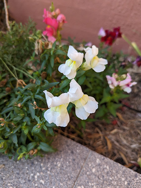 Closeup photo of flowers